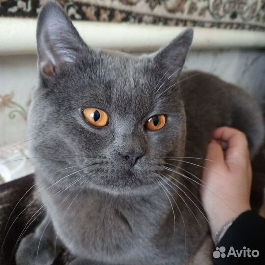 Британский кот вязка