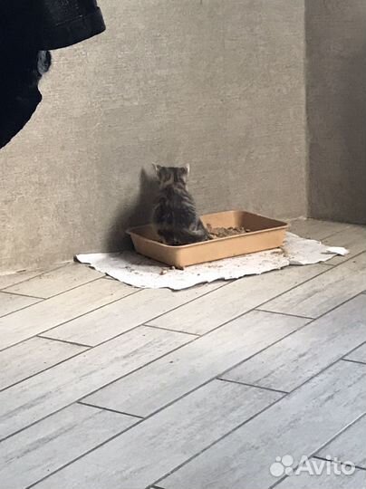 Котята отдам бесплатно