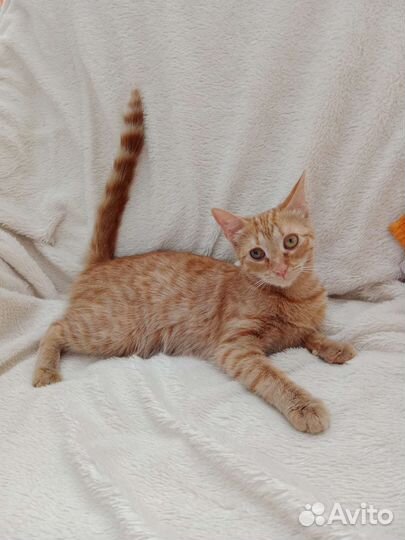 Кошечка подросток в добрые руки