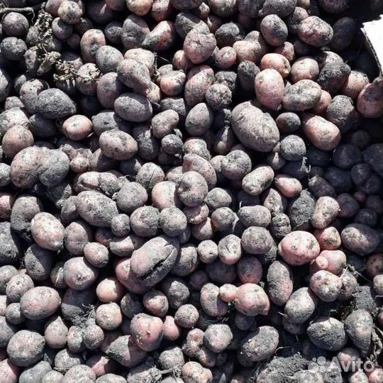 Картофель на корм скоту