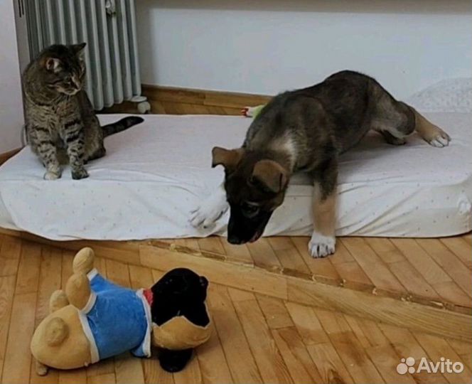 Щенок Бесплатно