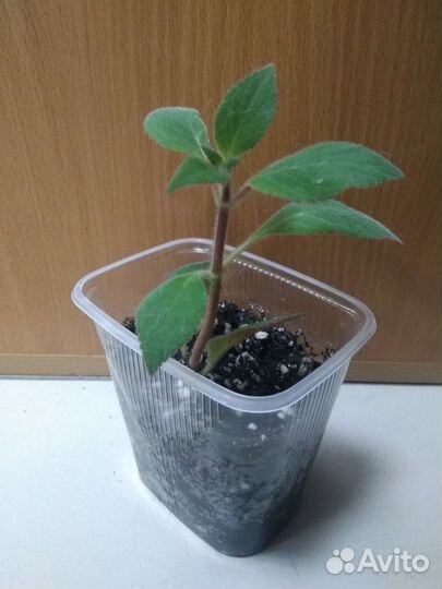 Колерия(Калерия )