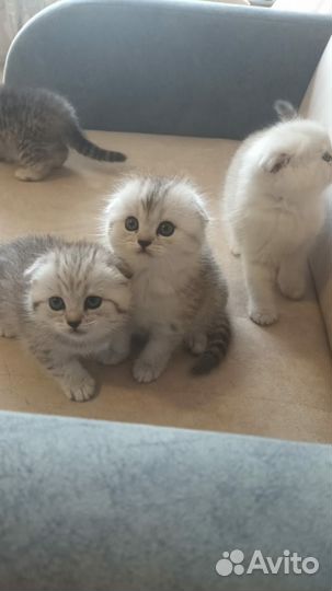 Шотландская