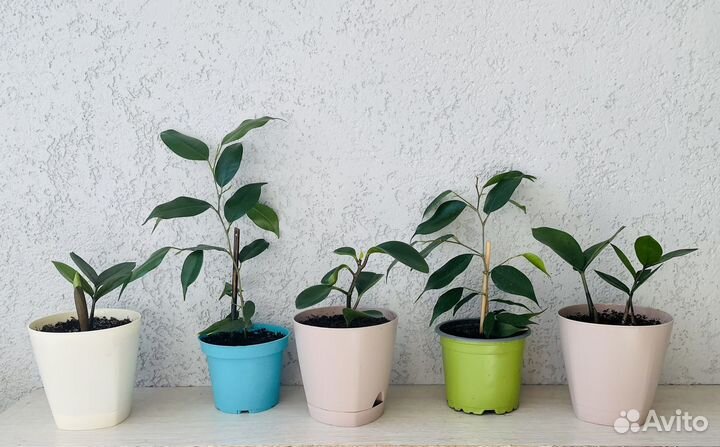 Комнатные растения