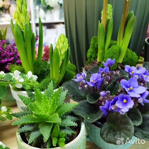 Комнатные цветы