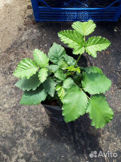 Малина энросадира