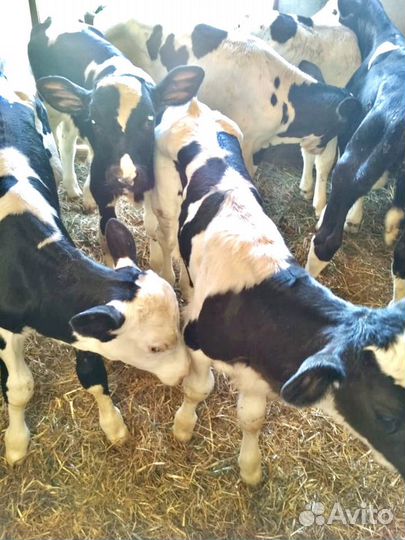 Бычки и быки