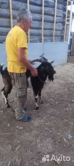 Козел нубиец и альпиец