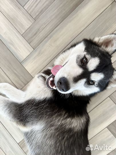 Найдена хаски