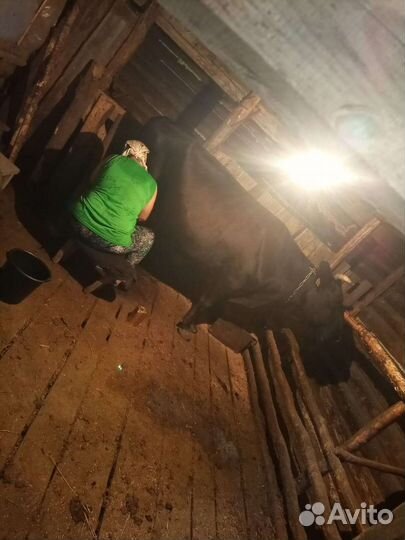 Продам корову