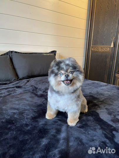 Хотите мерле щенка У нас большой выбор