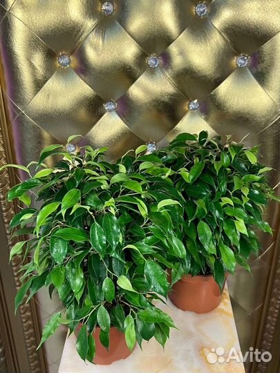 Фикус бенджамина Грин Кинке (Green Kinky)