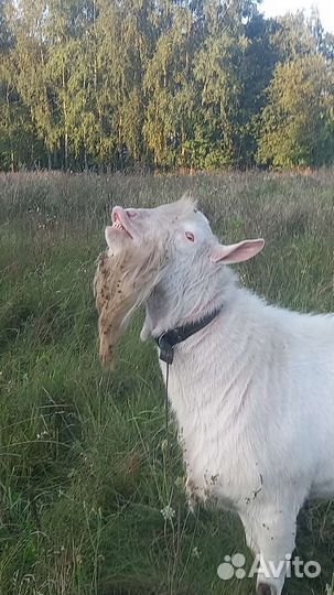 Козел зааненский