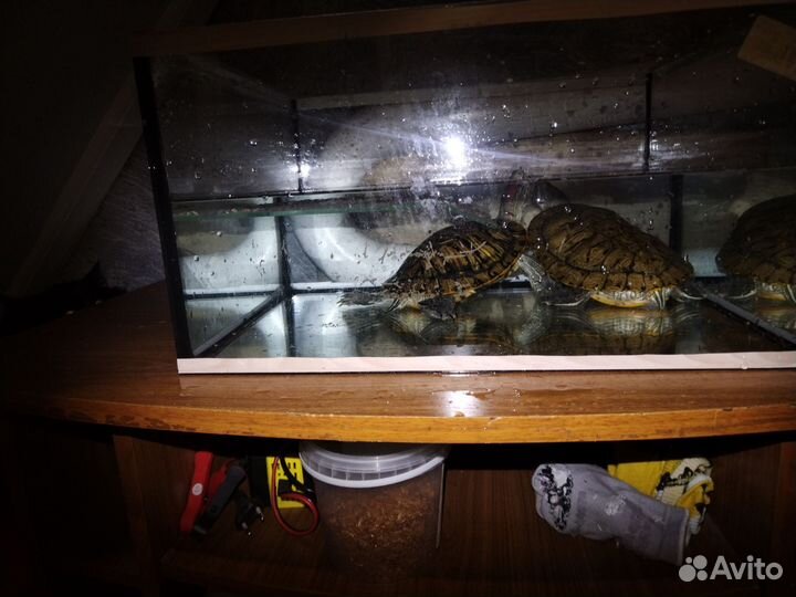 Красноухая черепаха бесплатно с аквариумом