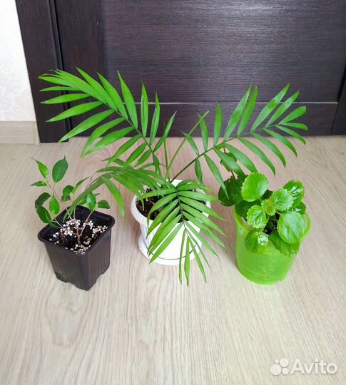 Зеленые растения для дома