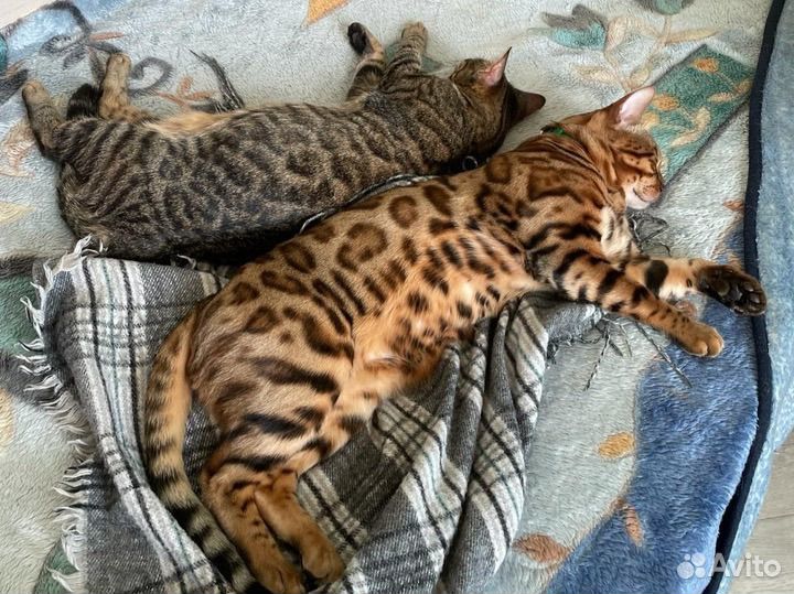 Бенгальские котята