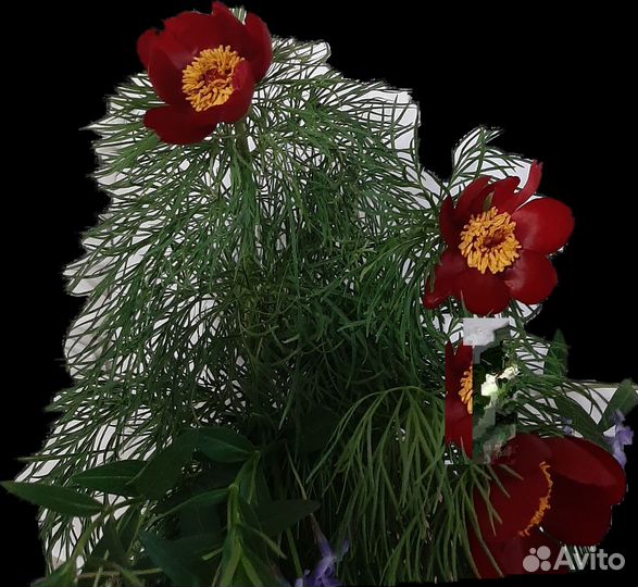 Пион марьин корень