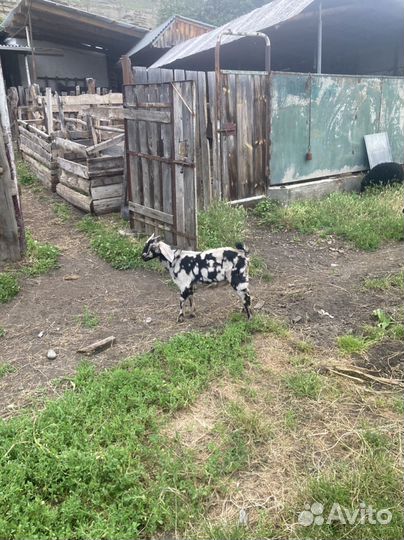 Козел нубийской породы