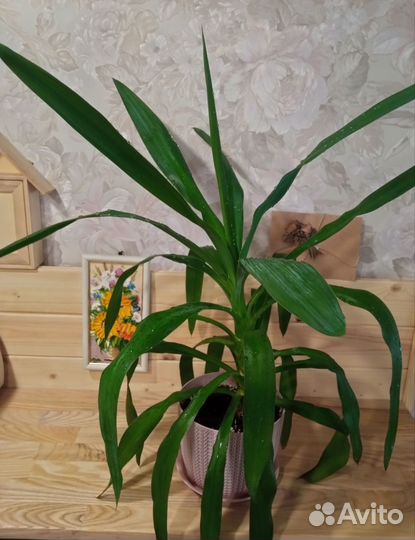Пальма юкка