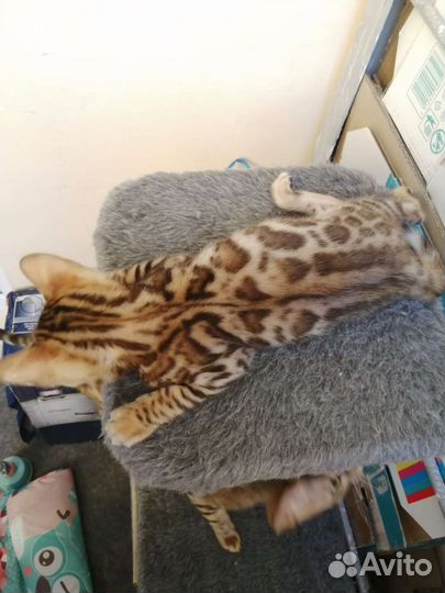 Бенгальские котята