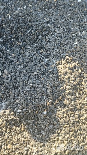 Семечки подсолнечника и овес лузга подсолнечника