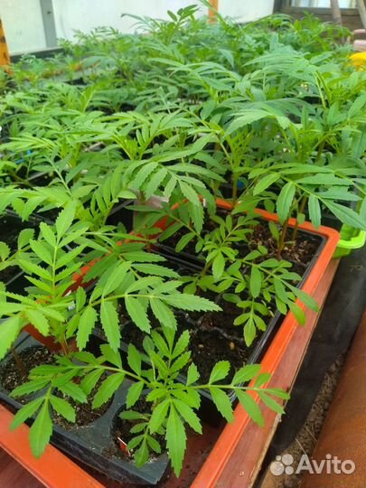 Рассада овощных культур и цветов