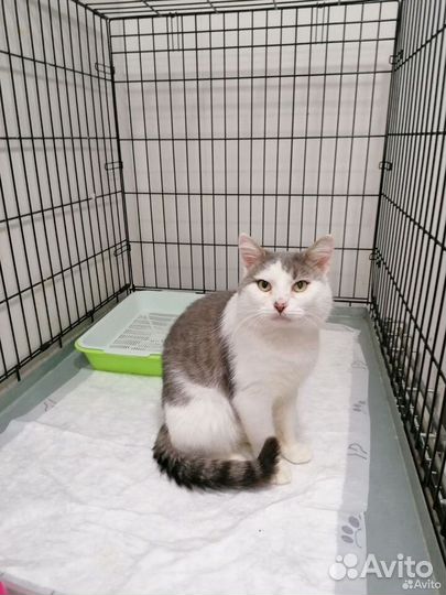 Котик ищет дом