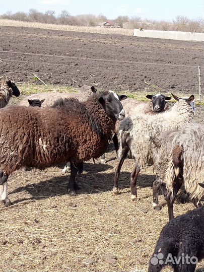 Баран Дорпер