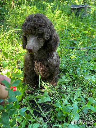 Коричневый мальчик миниатюрного пуделя РКФ/ FCI