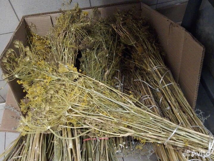 Укропа пучки зонтики семена