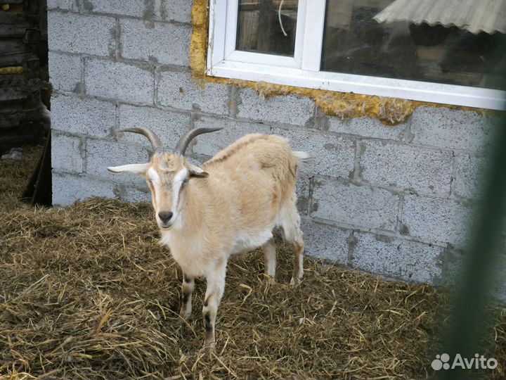 Альпийские козы