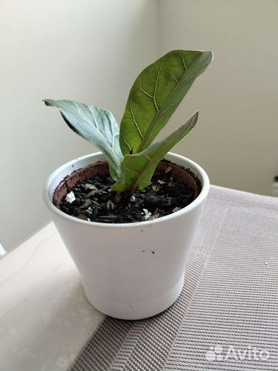 Фикус лирата бамбино