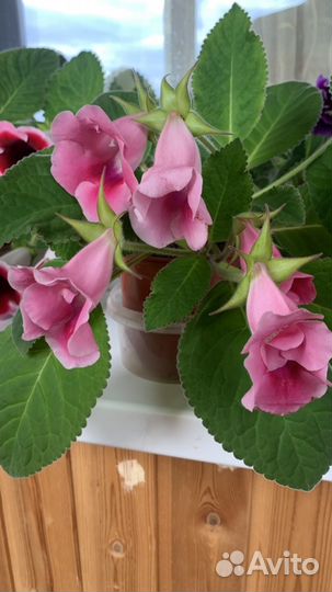 Глоксиния тидея