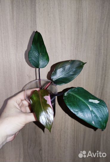 Монстера, филодендрон