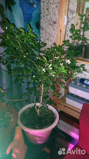 Мурайя детки