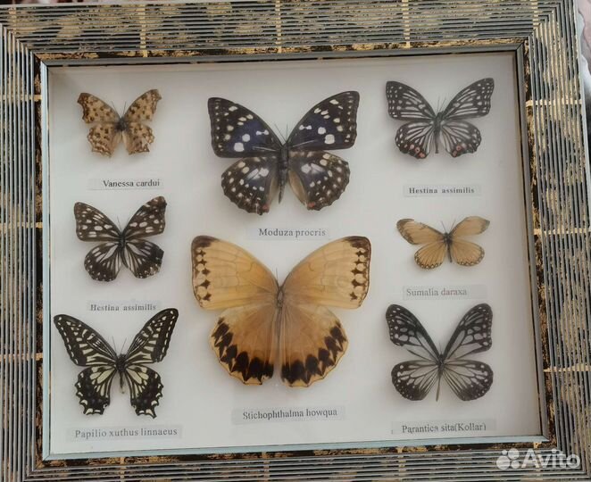 Бабочки в рамках