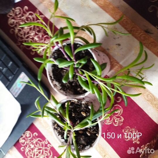 Суккуленты разные