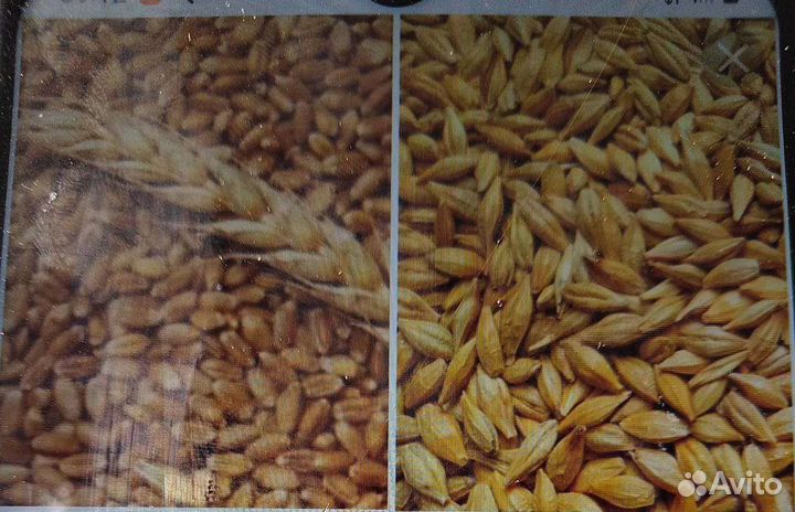 Ячмень и пшеница