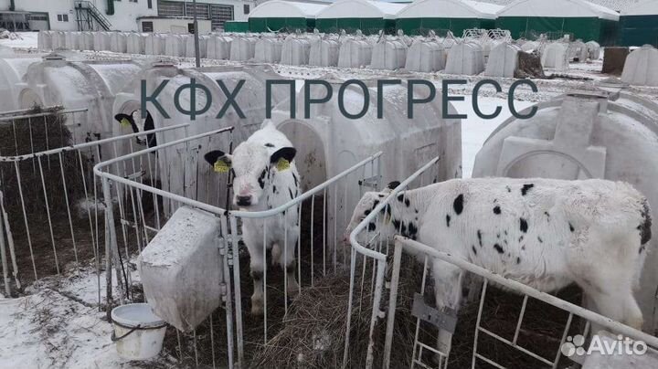 Бычки