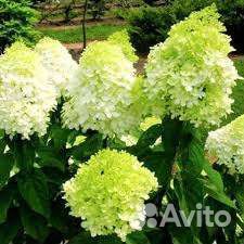 Гортензия - новая королева сада