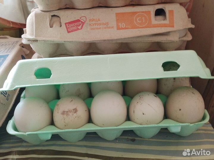 Домашние утиные яйца