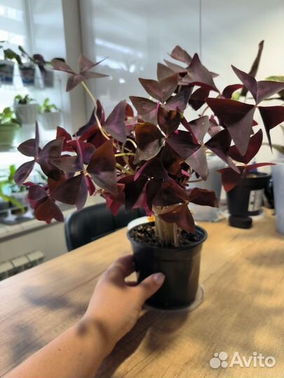 Комнатные растения цветы Оксалис Кислица бабочка