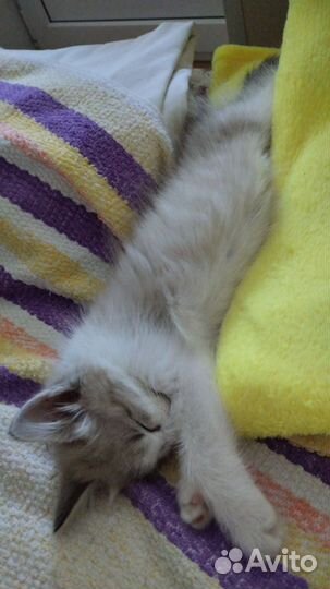 Котик девочка