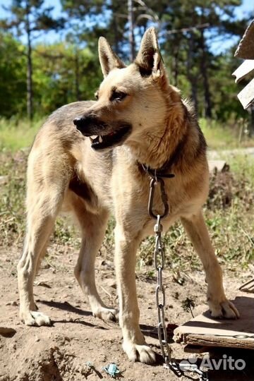 Мухтар в добрые руки