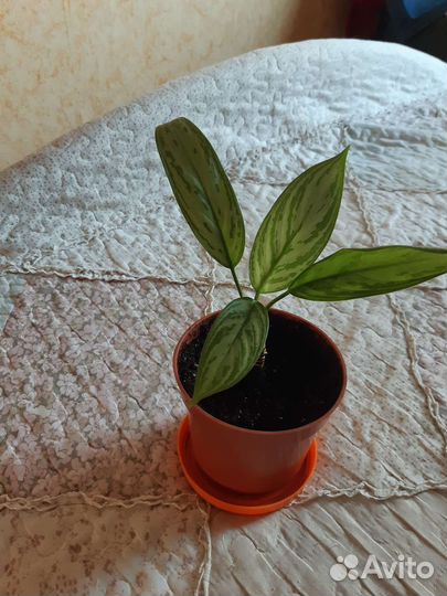 Комнатные цветы