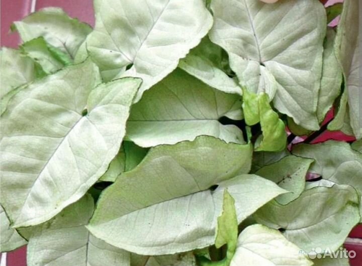 Пеларгония