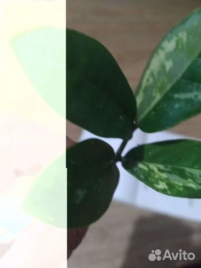 Замиокулькас замифолия вариегатний