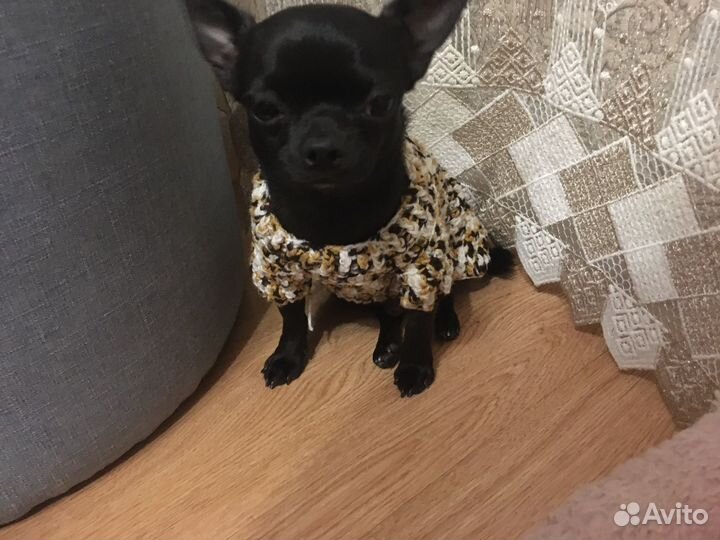 Свитер для маленькой собаки