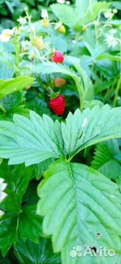 Ремонтантная земляника рассада