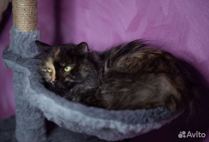 Старенькой кошки нужен дом